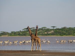 Nairobi National Park