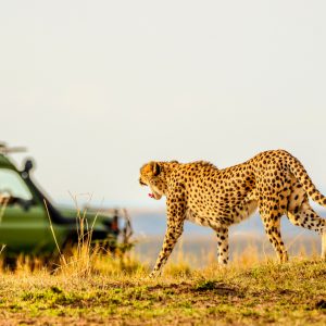 Hotels in Samburu