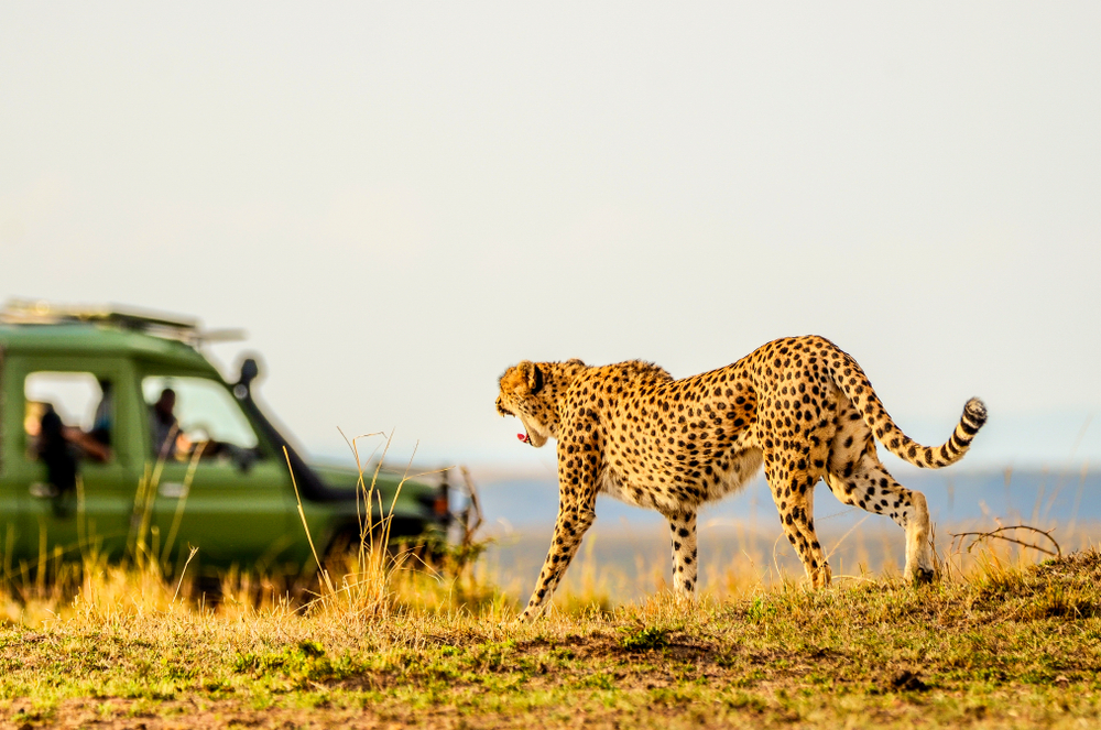 Hotels in Samburu