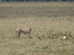 Tsavo Safari