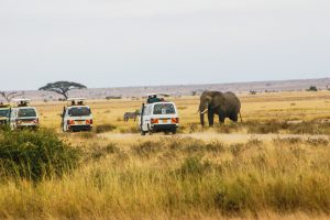 Amboseli Safari