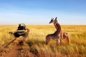 Maasai Mara Safari