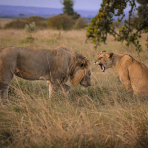 Hotels in Tsavo