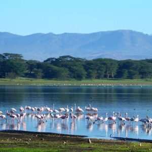 Hotels in Nakuru