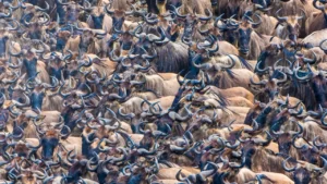 Great Wildebeest Migration